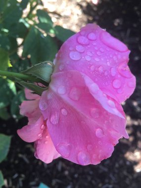 Earth Song Rose Rosa `Earth Song`