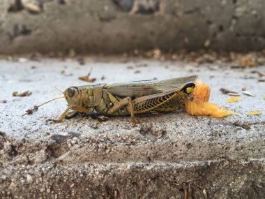 Çekirge (Melanoplus) Yumurtluyor