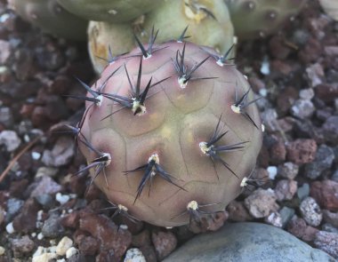 Tephrocactus Tephrocactus geometriksi