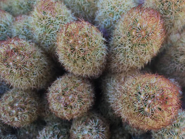 Katicabogár Kaktusz Mammillaria elongata — Stock Fotó