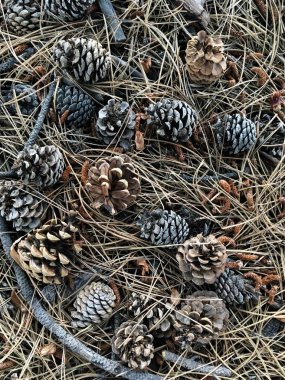 Çam ormanları böyle görünüyor.