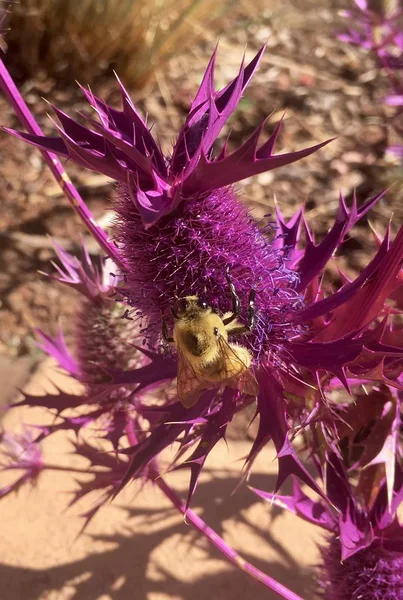 Uma abelha no Eryngo Eryngium leavenworthii de Leavenworth — Fotografia de Stock