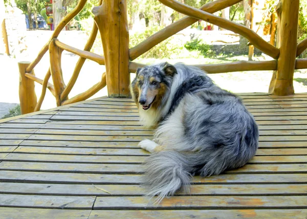 Три ноги Грубая Колли собака лежала на деревянном полу — стоковое фото