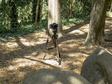 Ormandaki bir tripoda kamera.