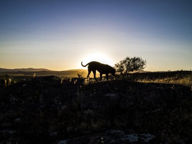 Gün batımlı büyük köpek silueti ya da arkaplan olarak gün doğumu