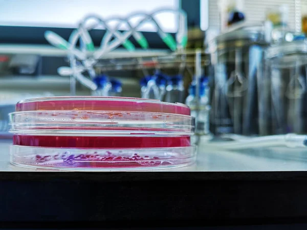 两个培养皿盘的细节和实验室背景 Coronavirus概念 — 图库照片