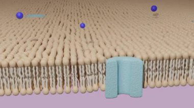 Molekül, lipid bilayer hücre zarında bir protein kanalından geçiyor. Hücre taşımacılığı, 3 boyutlu canlandırma. 