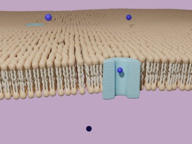 Molekül, lipid bilayer hücre zarında bir protein kanalından geçiyor. Hücre taşımacılığı, 3D görüntüleme.