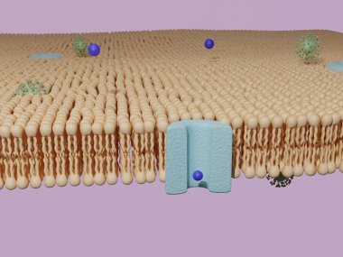 Protein kanalından geçen molekül ve lipid bilayer hücre zarından geçen virüs. Hücre taşımacılığı, 3 boyutlu canlandırma.