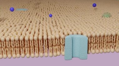 Protein kanalından geçen molekül ve lipid bilayer hücre zarından geçen virüs. Hücre taşımacılığı, 3 boyutlu canlandırma.