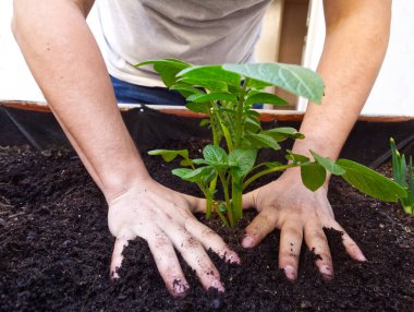 Tanınmayan beyaz bir adam bitkileriyle ilgileniyor. Tarım ve bahçıvanlık kavramı.