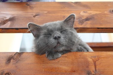 Vaska balkonda uyuyor..