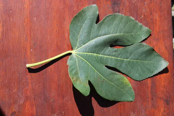 Fig leaf on the table.