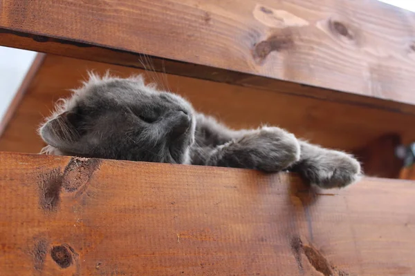Gray Cat Resting Balcony — Stock Photo, Image