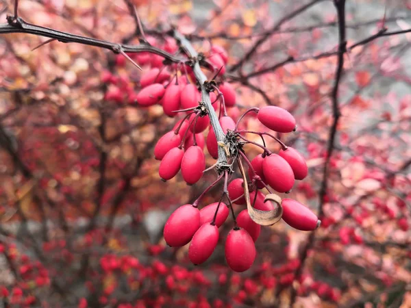 Декоративный Куст Красными Ягодами Осень — стоковое фото