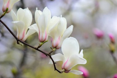 Parkta beyaz manolya çiçekleri.