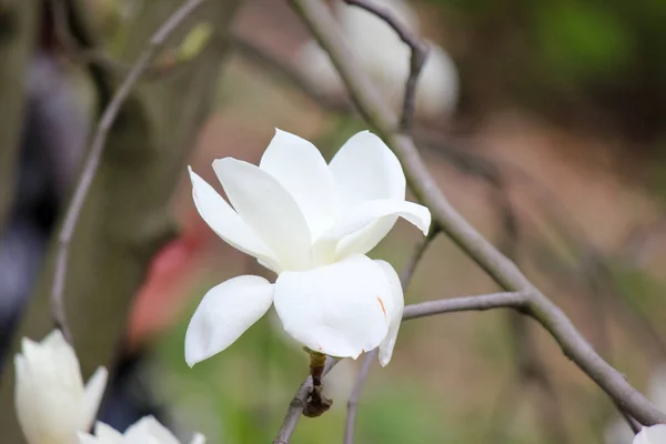 公園内の白いマグノリアの花 — ストック写真