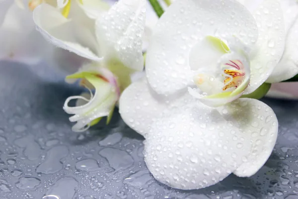 白色兰花和水滴，宏观视图. 图库照片