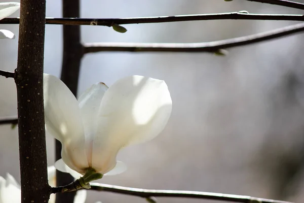 White magnolia in the shade after rain — ストック写真
