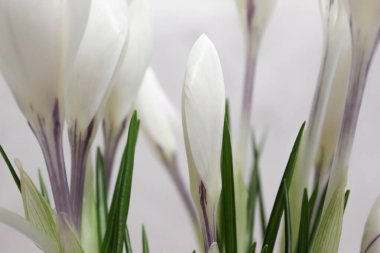 Beyaz timsahlar. Erken bahar çiçekleri. Makro görünüm.