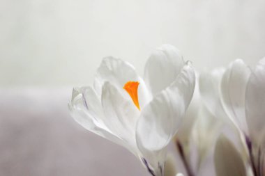 White crocuses. Early spring flowers. Macro view. clipart