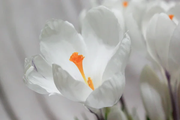 Weiße Krokusse Vorfrühling Blüht Makrosicht — Stockfoto
