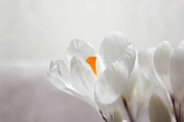 Λευκοί Κρόκοι Νωρίς Ανοιξιάτικα Λουλούδια Μακροσκοπική Προβολή Royalty Free Φωτογραφίες Αρχείου