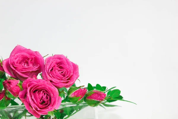 Διακοσμητικό Τριαντάφυλλο Λευκό Φόντο Ροζ Μπουμπούκια Μακροσκοπική Προβολή — Φωτογραφία Αρχείου