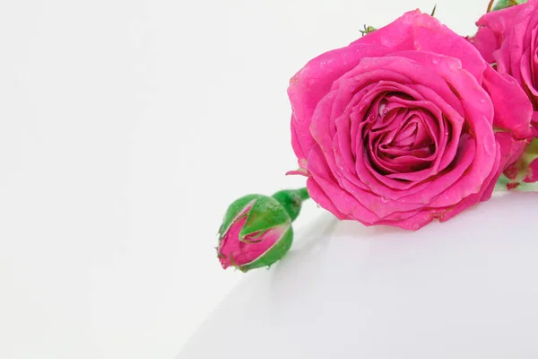 Διακοσμητικό Τριαντάφυλλο Λευκό Φόντο Ροζ Μπουμπούκια Μακροσκοπική Προβολή Εικόνα Αρχείου
