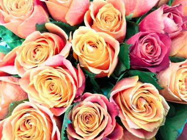 Bir bukette yemyeşil güller, makro manzara..