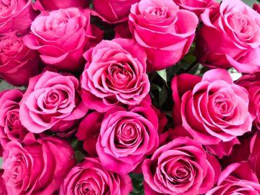 Bir bukette yemyeşil güller, makro manzara..