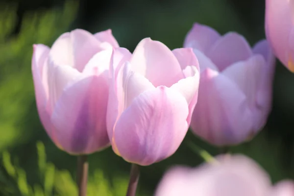 Tulpen Stadtpark Internationaler Tag Der Arbeit Der Stadt — Stockfoto