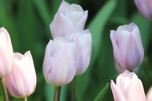 Tulpen Stadtpark Internationaler Tag Der Arbeit Der Stadt — Stockfoto