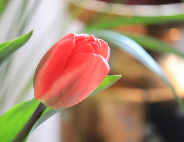 Tulpen Stadtpark Internationaler Tag Der Arbeit Der Stadt — Stockfoto