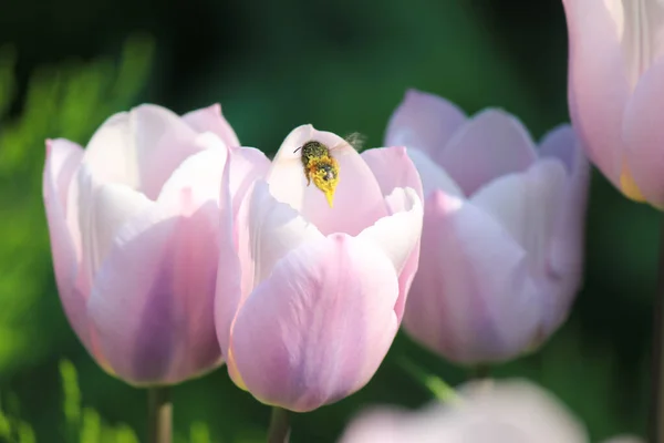 Eine Biene Mit Nektar Fliegt Einer Tulpe — Stockfoto