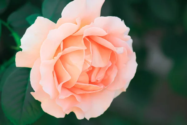Rosas Delicadas Jardim — Fotografia de Stock