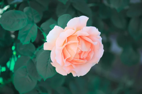 Roses Délicates Dans Jardin — Photo