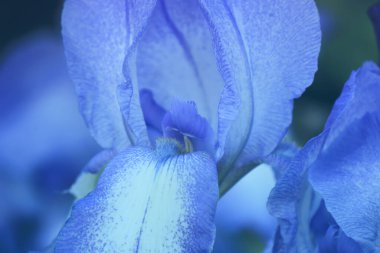 Mavi süsen çiçekleri. Makro görünüm.