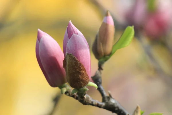 春の公園のピンクのマグノリア — ストック写真