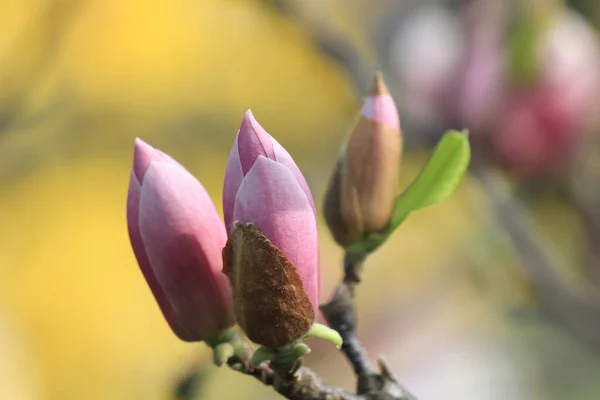春の公園のピンクのマグノリア — ストック写真