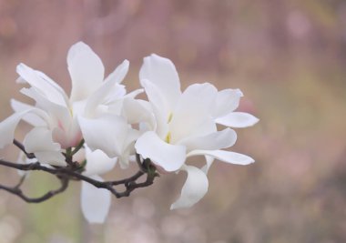 Bahar bahçesinde beyaz manolya.