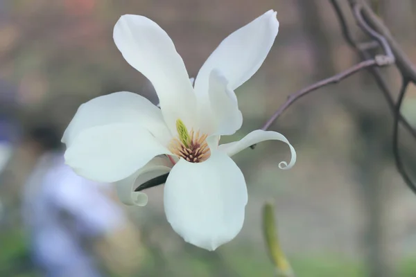 春の庭の白いマグノリア — ストック写真