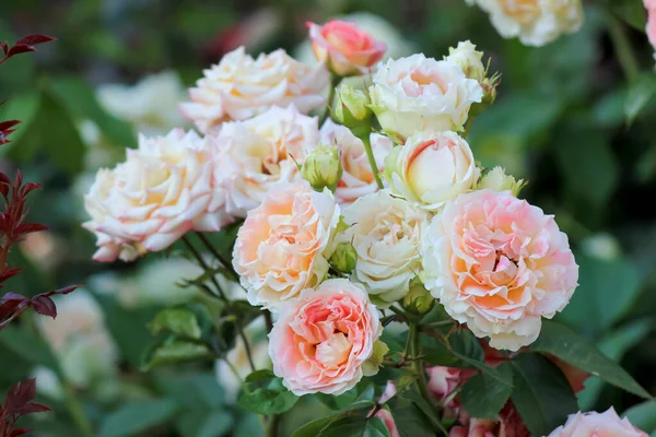 Lindas Rosas Jardim Dia Verão Botões Brilhantes Exuberantes — Fotografia de Stock