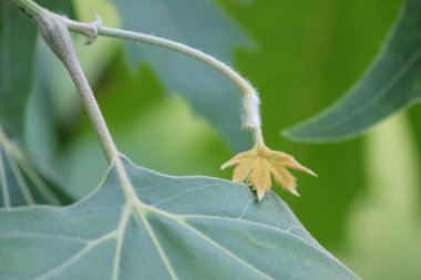 Bir ağacın kadife yeşili yaprağı. Yaz günü.