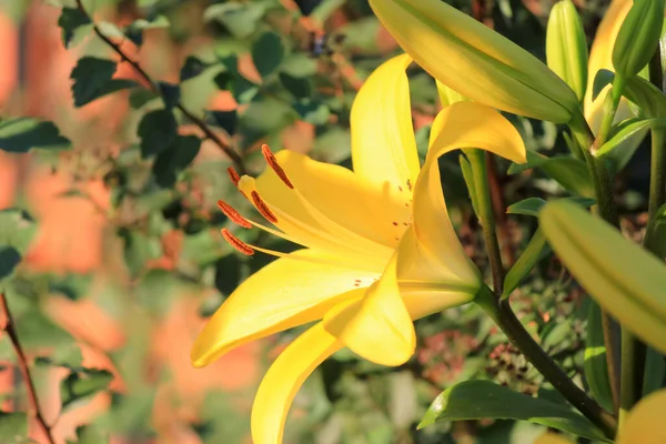 Желтый Цветок Лилии Солнечный Летний День — стоковое фото
