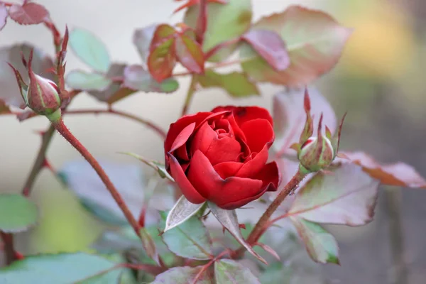 ดอกก หลาบป แดงในสวนฤด — ภาพถ่ายสต็อก
