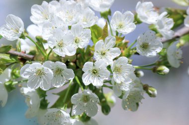 Ilık baharda çiçek açan elma ağaçları.