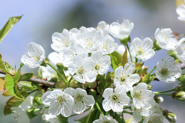 Blommande Äppelträd Den Varma Våren — Stockfoto