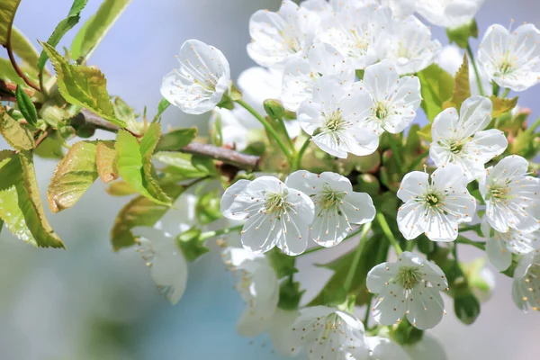 春暖花开的苹果树 免版税图库图片