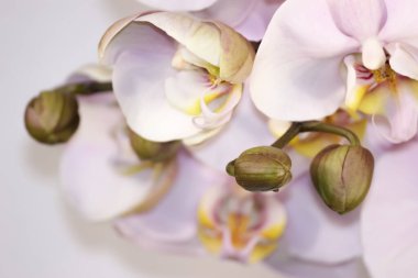 Çiçekli narin orkideler. Penis çiçekleri..